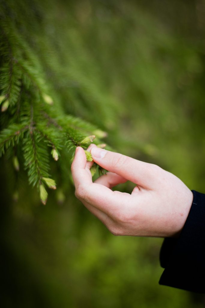 person holding green leaf during daytime