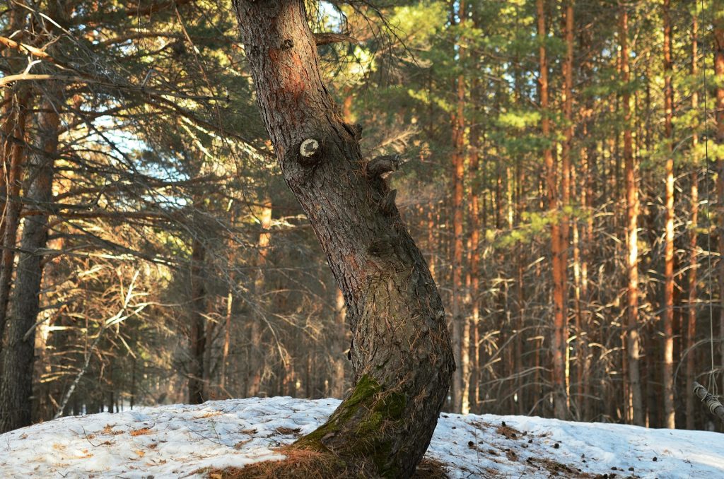 a tree that is standing in the snow