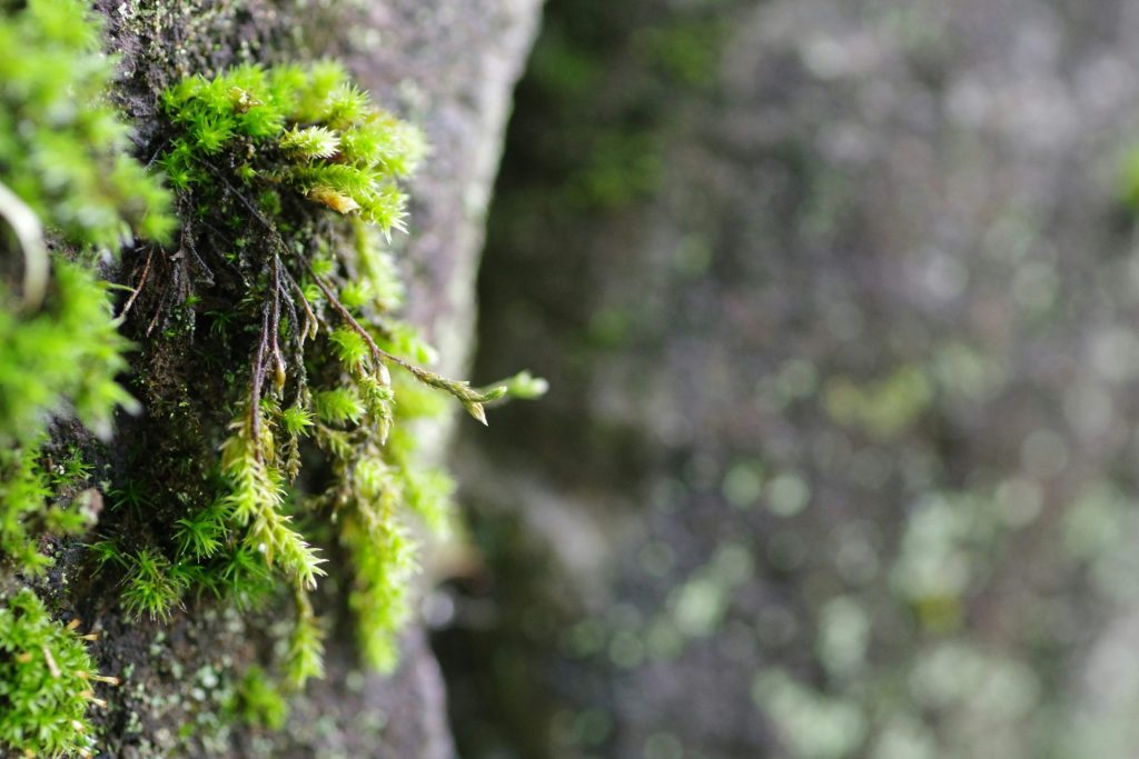 A close up of moss growing on a rock