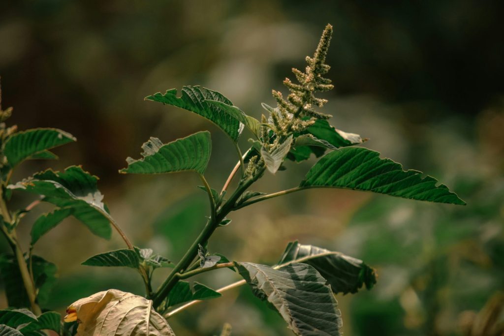 a close up of a plant with leaves